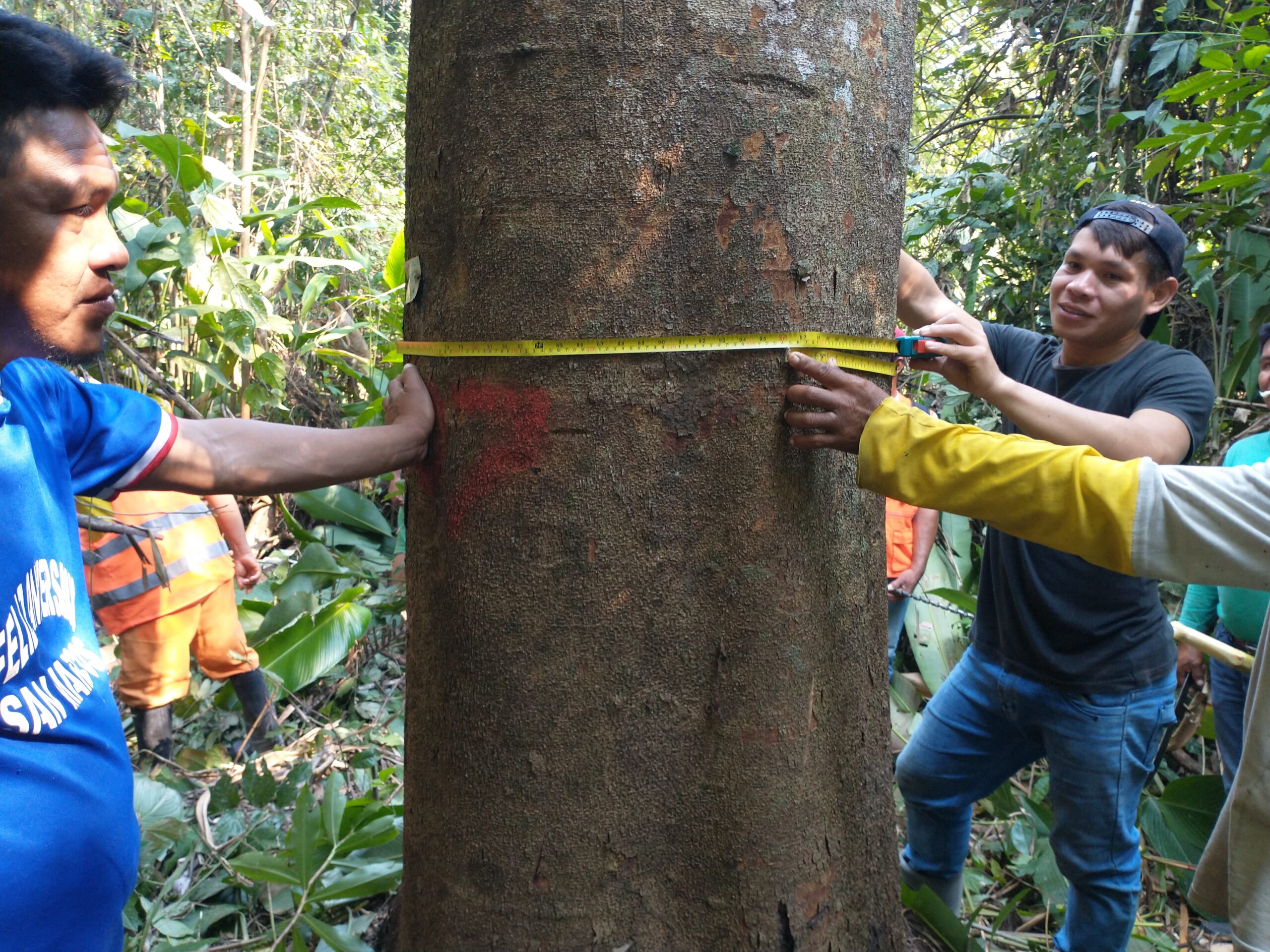 Árbol en bosque