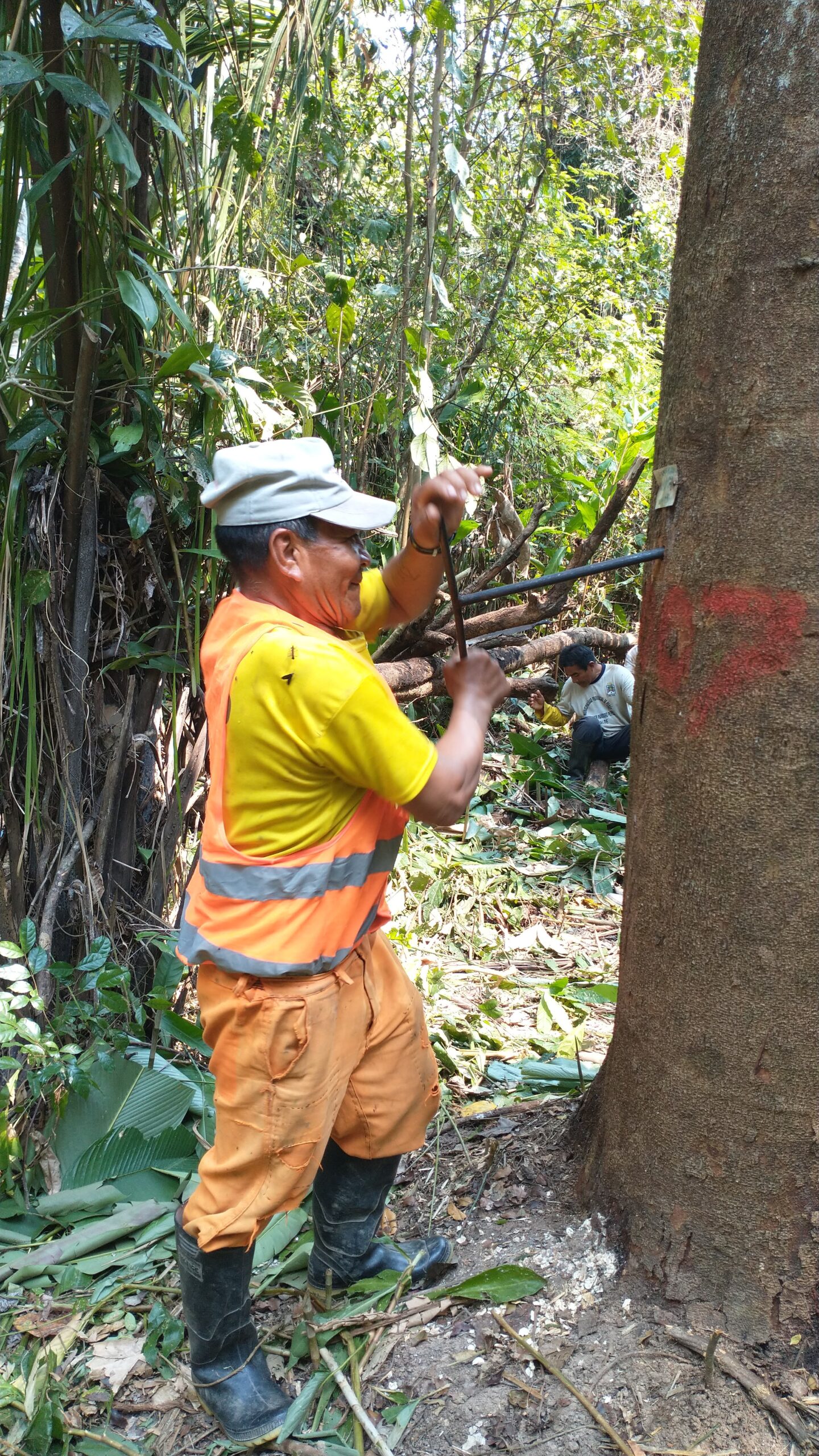 Consultoría forestal