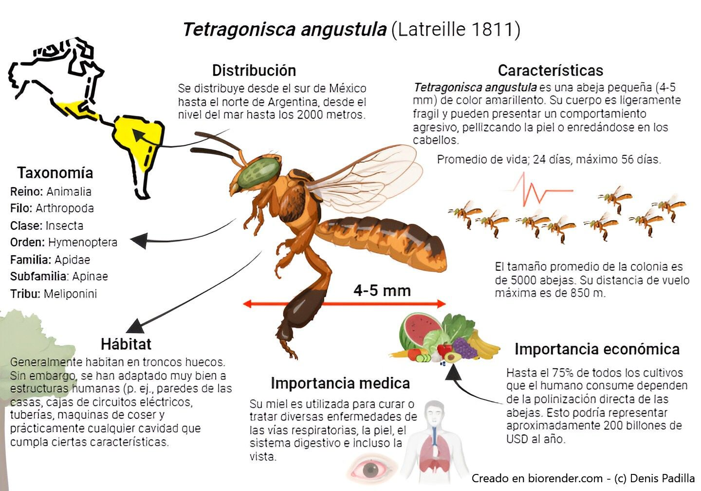 Potes de miel melipona