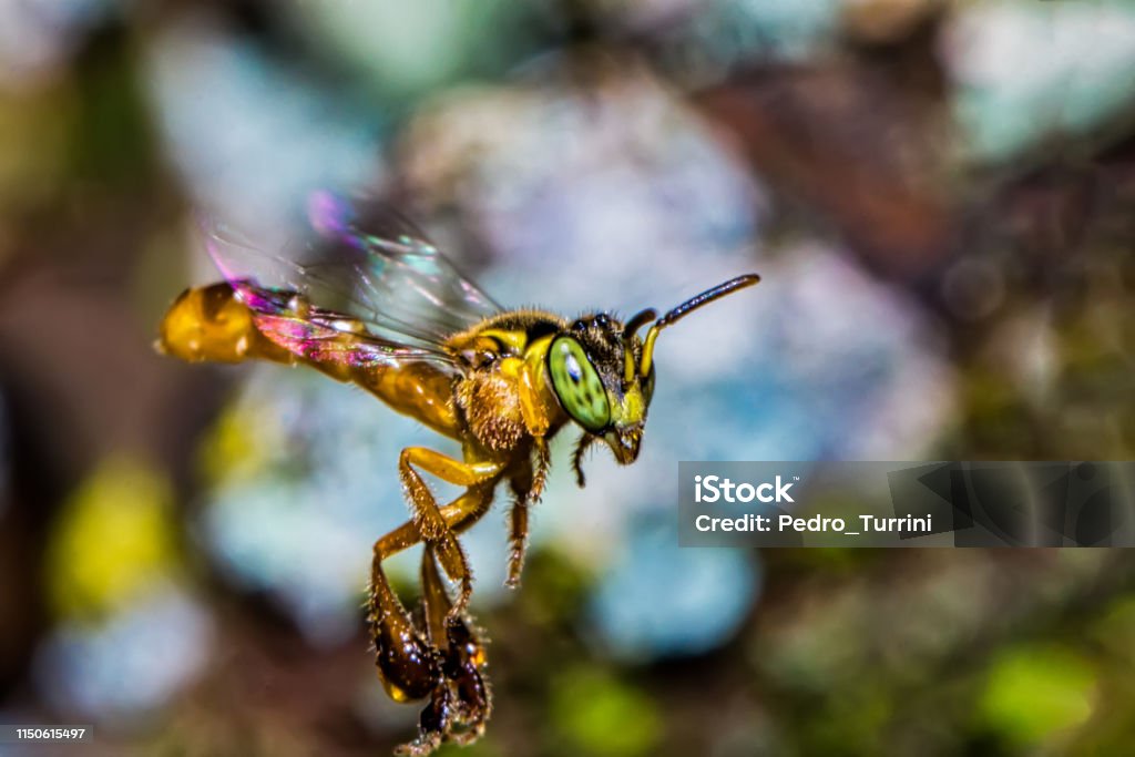 Abeja Melipona en flor